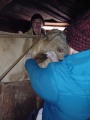 В Мамско-Чуйском районе ветеринарный десант провел вакцинацию в условиях весеннего половодья 